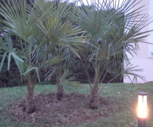 Palmiers en tripode